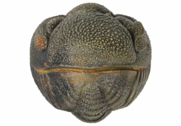 Wide, Bumpy Enrolled Morocops Trilobite #125149